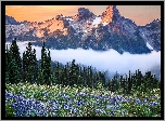 Park Narodowy Mount Rainier, Góry, Tatoosh Range, Łąka, Kwiaty, Mgła, Stan Waszyngton, Stany Zjednoczone