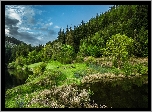Rzeka, Góry, Las