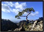 Góry, Pieniny, Sokolica, Drzewo