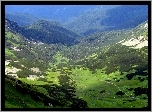 Góry, Sosny