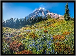 Góry, Stratowulkan, Mount Rainier, Drzewa, Świerki, Łąka, Kwiaty, Park Narodowy Mount Rainier, Stan Waszyngton, Stany Zjednoczone