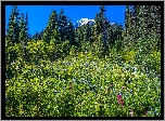 Góry, Stratowulkan, Mount Rainier, Drzewa, Łąka, Świerki, Kwiaty, Park Narodowy Mount Rainier, Stan Waszyngton, Stany Zjednoczone