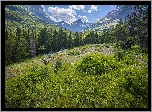 Góry, Drzewa, Kwiaty, Rośliny, Park Narodowy Glacier, Montana, Stany Zjednoczone