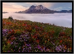 Góry Kaskadowe, Wulkan Mount St. Helens, Łąka, Kwiaty, Castilleja, Góry, Mgła, Stan Waszyngton, Stany Zjednoczone