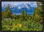 Góry, Drzewa, Kwiaty, Park Narodowy Grand Teton, Wyoming, Stany Zjednoczone