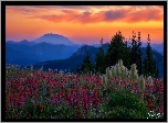 Stany Zjednoczone, Stan Waszyngton, Góry Kaskadowe, Wulkan, Mount St Helens, Łąka, Kwiaty, Zachód słońca