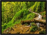 Góry, Las, Strumyk, Pień