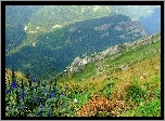 Góry, Lasy, Roślinność, Tatry, Polska