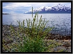 Islandia, Góry, Stratowulkan Snaefellsjökull, Morze, Kamienie, Trawa