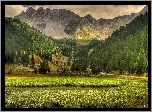 Trawa, Góry, Las