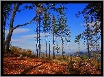 Góry, Las, Wysokie, Drzewa