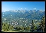 Zakopane, góry, Drzewa
