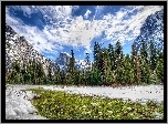 Zima, Góry, Las