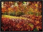 Grafika, Jesień, Park, Liście