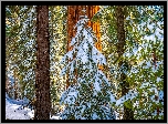 Stany Zjednoczone, Kalifornia, General Grant Grove, Park Narodowy King Canyon, Drzewa, Zima, Śnieg, Pnie