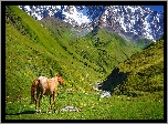 Góry Swaneckie, Wąwóz, Rzeka Enguri, Konie, Ushguli, Swanetia, Gruzja