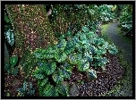 Hawaje, Tropikalny, Ogród Botaniczny, Rośliny