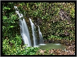 Las, Wodospad Upper Waikani Falls, Skały, Drzewa, Roślinność, Maui, Hawaje