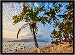 Hawaje, Wyspa Maui, Palmy, Plaża, Morze
