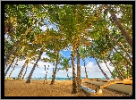 Hawaje, Palmy, Morze, Plaża, Łódka