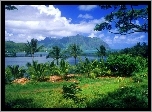 Hawaje