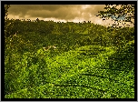 Plantacja, Herbaty, Wzgórza, Nuwara Elija, Sri Lanka