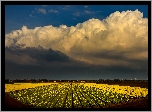 Holandia, Pole, Żółte, Tulipany, Chmury