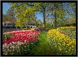 Wiosna, Ogród, Park, Kwiaty, Tulipany, Rzeka, Most, Drzewa, Keukenhof, Holandia