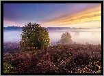Park Narodowy Veluwezoom, Wrzosowisko, Wrzosy, Drzewa, Mgła, Prowincja Geldria, Holandia