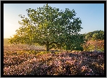 Holandia, Prowincja Geldria, Park Narodowy Veluwezoom, Wrzosowisko, Drzewo, Wschód słońca