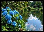 Staw, Kwiaty, Niebieskie, Hortensje, Zieleń, Park