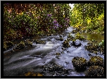 Irlandia Północna, Tollymore Forest Park, Hrabstwo Down, Rzeka Shimna, Las, Kamienie, Różanecznik