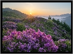 Korea Południowa, Góra, Hwangmaesan, Różanecznik, Promienie słońca