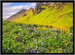 Łubin, Kwiaty, Trawa, Łąka, Góry, Vik i Myrdal, Gmina Myrdalshreppur, Islandia