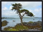Irlandia, Wybrzeże, Kamienie, Drzewo, Morze, Statki