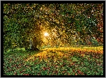 Irlandia Północna, Hrabstwo Tyrone, Dungannon, Parkanaur Forest Park, Drzewa, Promienie słońca, Liście, Jesień
