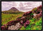 Wzgórza, Góra, Skały, Kwiaty, Wrzosy, Wrzosowisko, Park Narodowy Connemara, Irlandia