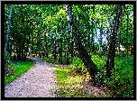 Polska, Gdańsk, Park Brzeźnieński im.J.J.Haffnera, Alejka, Drzewa, Brzozy, Zieleń