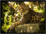 Jaguar, Skała