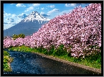 Góra Fudżi, Rzeka, Wiosna, Drzewa, Okwiecone, Wiśnie japońskie, Shizuoka, Japonia