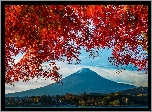 Japonia, Góra Fudżi, Drzewo, Gałęzie, Jesień