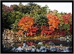 Japonia, Kyoto, Rzeka, Kolorowe, Drzewa