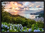 Japonia, Wyspa Honsiu, Miasto Matsuzaki, Hortensje, Wzgórze, Morze, Wschód słońca