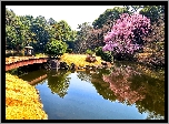 Japoński Park, Staw, Mostek, Wiosna