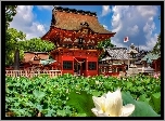 Japoński, Ogród, Wodne, Kwiaty