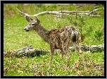 Młody, Jeleń, Łąka