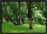 Polska, Gdańsk, Park Jelitkowski, Drzewa, Trawnik, Zieleń