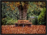Jesień, Drzewo, Ławki, Park