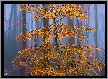 Jesień, Mgła, Drzewo, Las, Brązowe, Liście