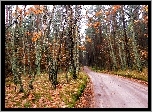 Jesień, Droga, Las, Brazowe, Liście